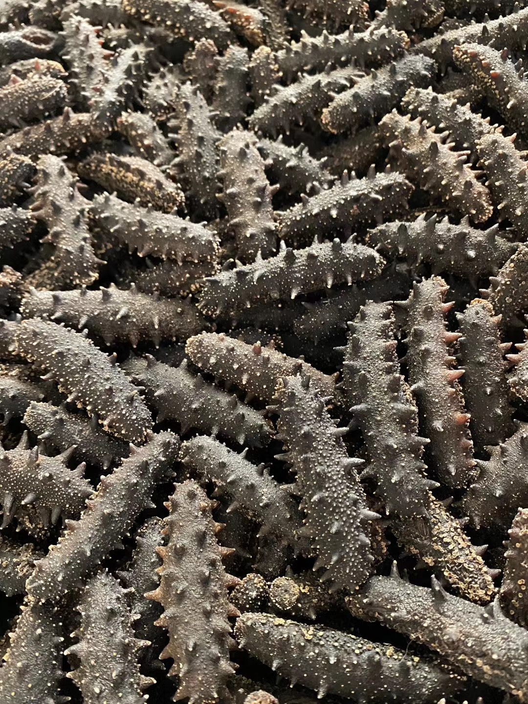 看海參聲音及干度避免買到糖干料干海參，買海參必備技巧！價值10萬！